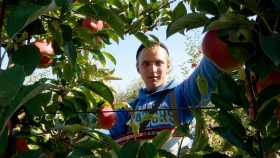 «Ягодный союз» прокомментировал ход уборки фруктов и ягод в России